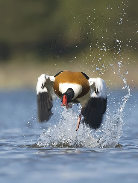 Ristisorsa, Common Shelduck, Tadorna tadorna